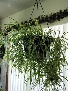 spider plant-air-purifying plants, Milford, Concord MA